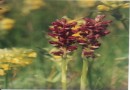 Orchis coriophora ©  Pandion Wild Tours